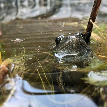 frog