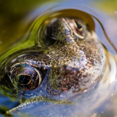 frog