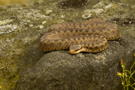 Adder on a rock