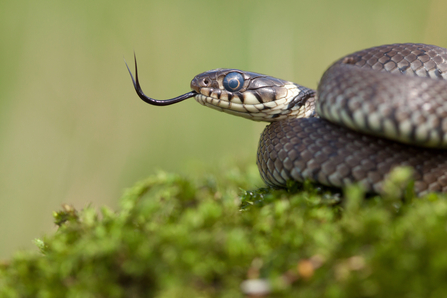 Grass Snake