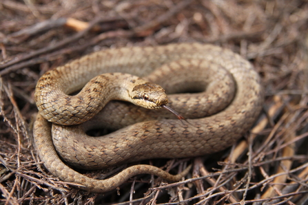 Smooth Snake among twigs