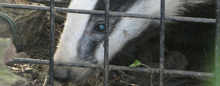 Badger vaccination cage