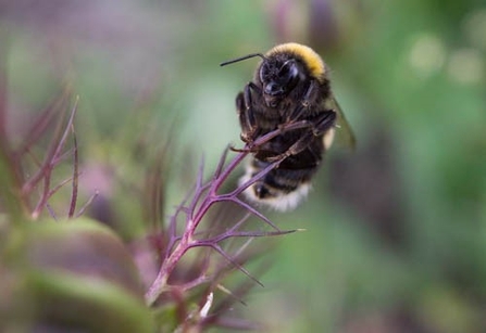 Bee perched on a plant