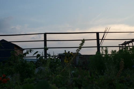 Garden with fence