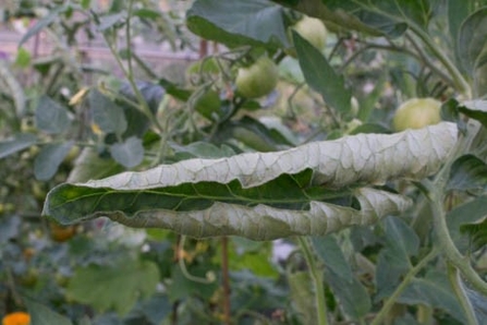 Curled up leaf in garden