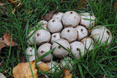 Puffballs in grass