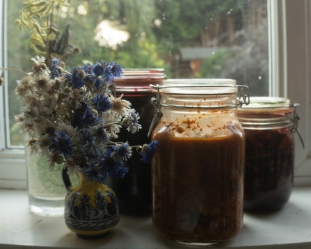 A collection of jars for fermenting