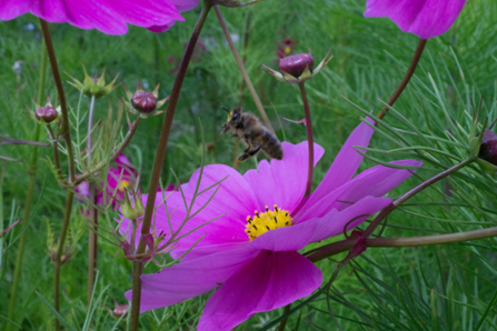 Bee flying above flower