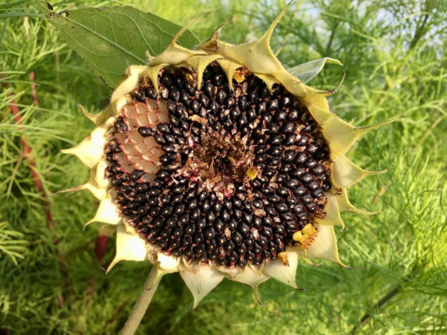 Sunflower in garden