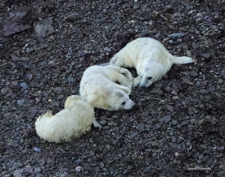 All in a row, 3 young pups