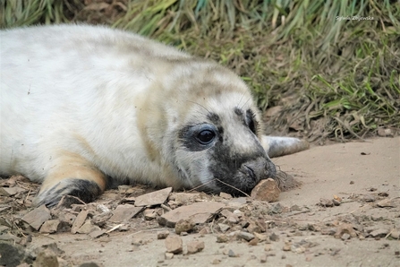 Grey seal pup