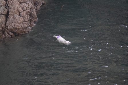 Purple Line, also known as pup number 13, was often seen swimming and is known to have survived