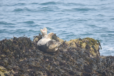 Tagged female seal