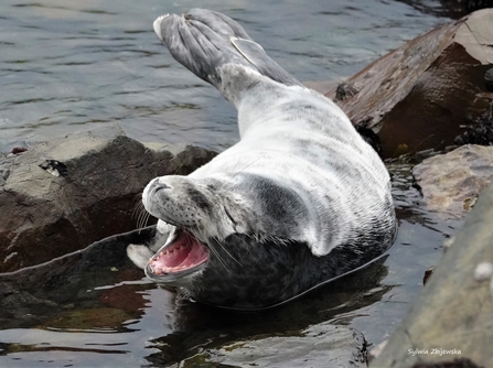 Yawning weaned pup that has completed its first moult