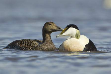 Pair of eider