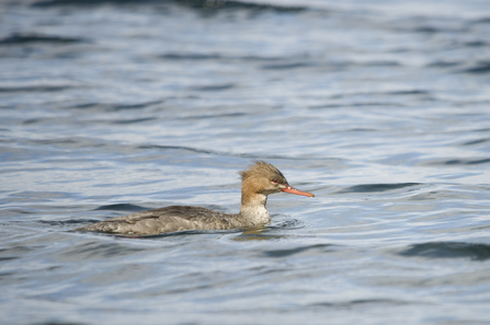 Red-breasted merganser female