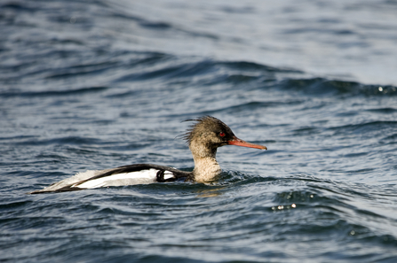 Red-breasted merganser male