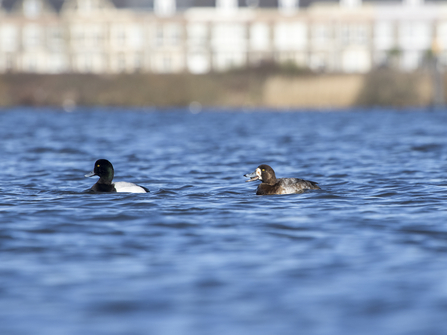 Pair of scaup