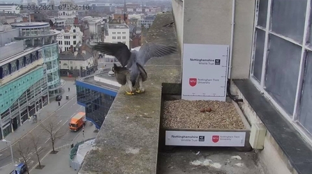 Archie and new female peregrine mating 24th March 8am