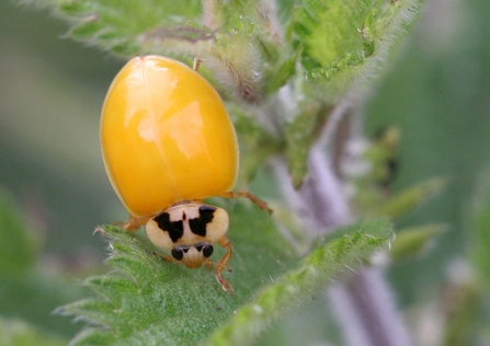 Newly hatched Harlequin Ladybird 