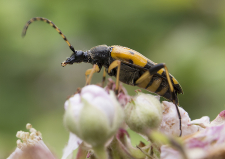 Black and yellow longhorn beetle standing on flower