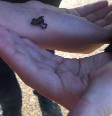 Young frog in Micheal Trendall's hand