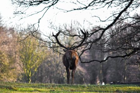 Stag rear