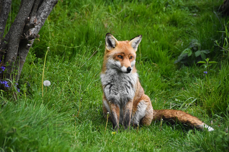 Fox credit Sophie Bell