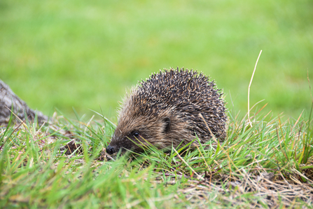 Hedgehog credit Sophie Bell