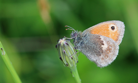 Small heath butterfly