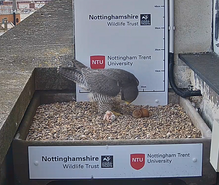 First peregrine chick hatched 5th May 2021