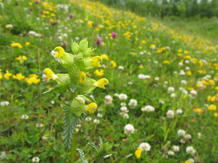 Hay Meadow with Yellow Rattle