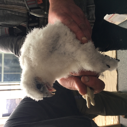 Peregrine chick being ringed