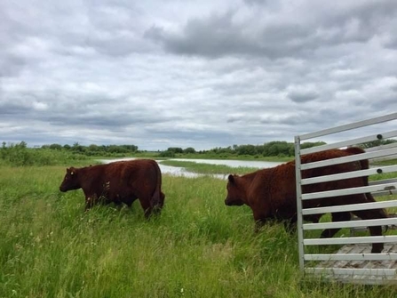 Lincoln Red cows at Besthorpe