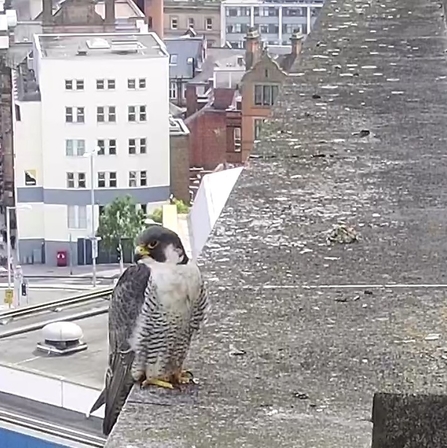 Peregrine sat on edge of newton building