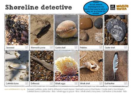 Shoreline Detective wildlife watch activity sheet