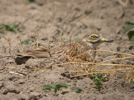 Stone Curlew on nest