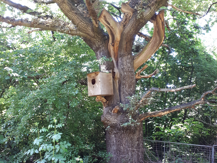 Mansfield bird box at Mayborn Group