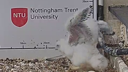 NTU Peregrine Falcon chick flapping