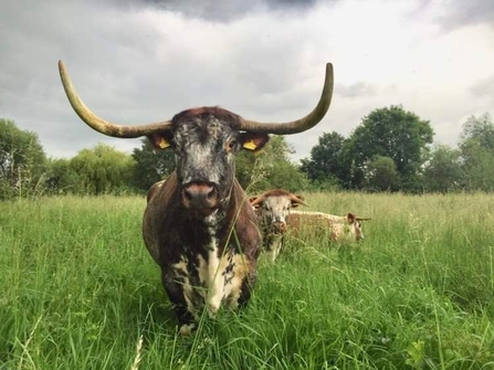 Longhorn at Attenborough Nature Reserve