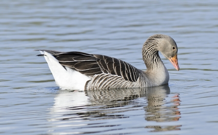 Graylag Goose at Attenborough