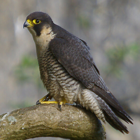 Peregrine Falcon on branch