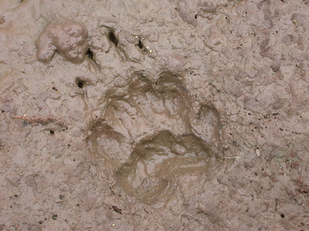 Badger tracks