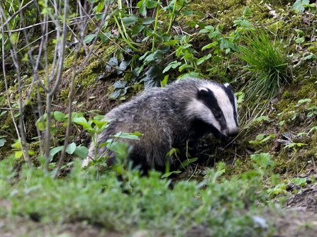 Badger in Notts