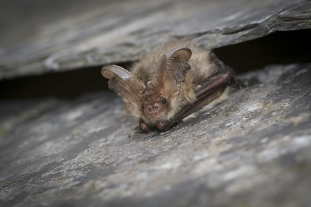 Brown long-eared bat