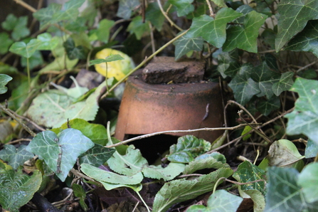 A terracotta pot, useful as shelter for amphibians