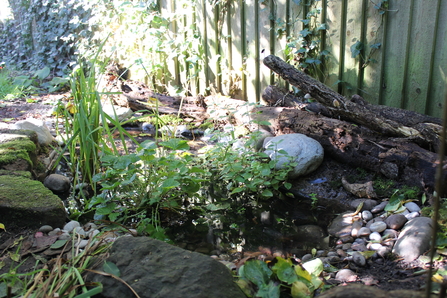 A look at the plantlife in the Shepherds' pond