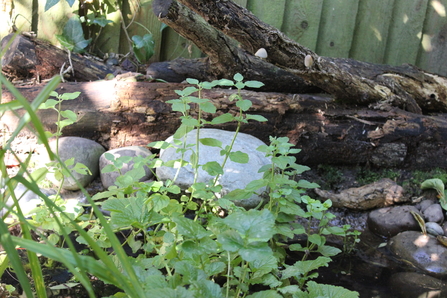 Some of the cobbles and an old branch on the edge of the pond