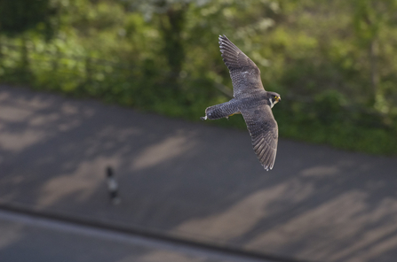 Peregrine falcon flying over pavement, the Wildlife Trusts