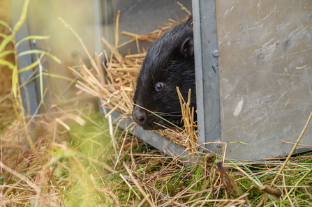 Black beaver leaving cage